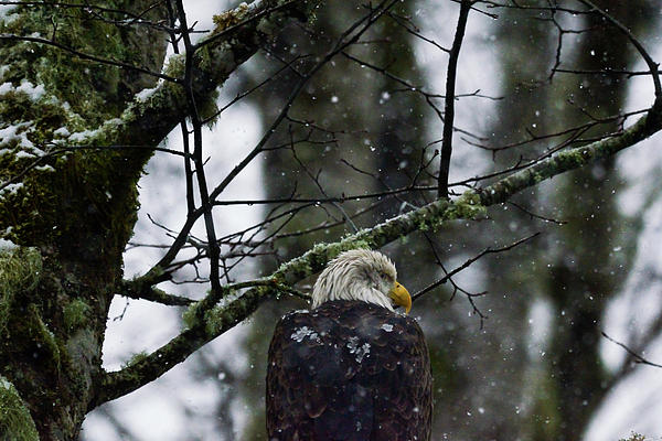 Bald Eagle in Snow KA652 Photograph