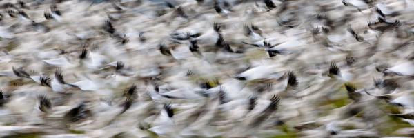 Blurry birds in a flurry panorama PG024 Photograph