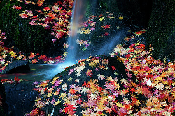 Fall Colors KA618 Photograph