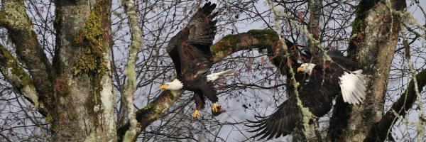Flying in the woods     PE003 Photograph