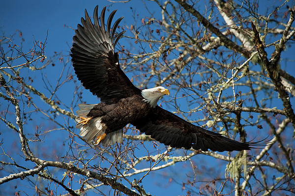Flying in the woods KA661 Photograph