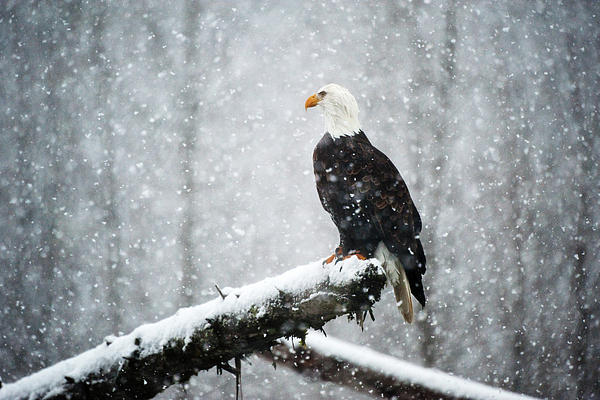 In the snow KA655 Photograph