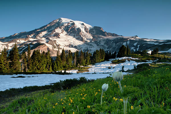 Late Summer in Mt Rainier M213 Photograph