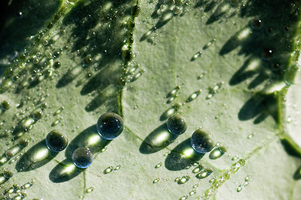 Marbles on a cabbage leaf T1V040 Photograph