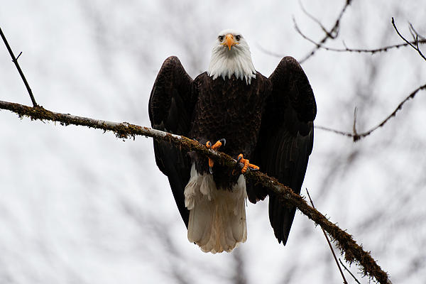 Resting King KA667 Photograph
