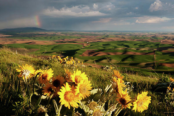 Rolling Hills and Rainbow W270 Photograph