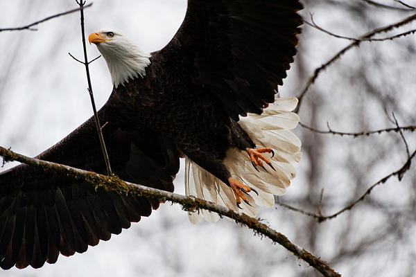 The King flying in the woods KA668 Photograph