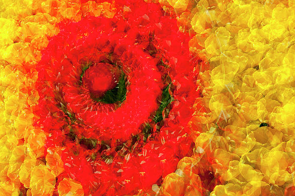 Tulips Spiral L646 Photograph